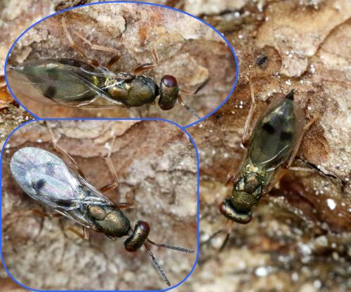 Rhopalicus tutela